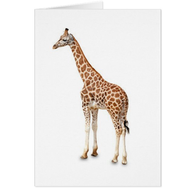 Lange nek Giraffe (Voorkant)