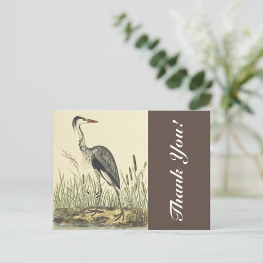 Lange staande vogel in de buurt van katstaarten, " briefkaart (Staand voorkant)