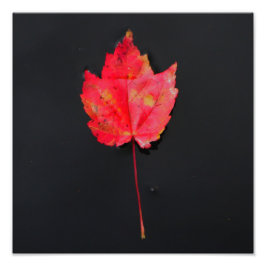 Lange steel rood blad foto afdruk