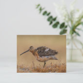 langgefactureerde Dowitcher Briefkaart (Staand voorkant)