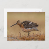 langgefactureerde Dowitcher Briefkaart (Voorkant / Achterkant)