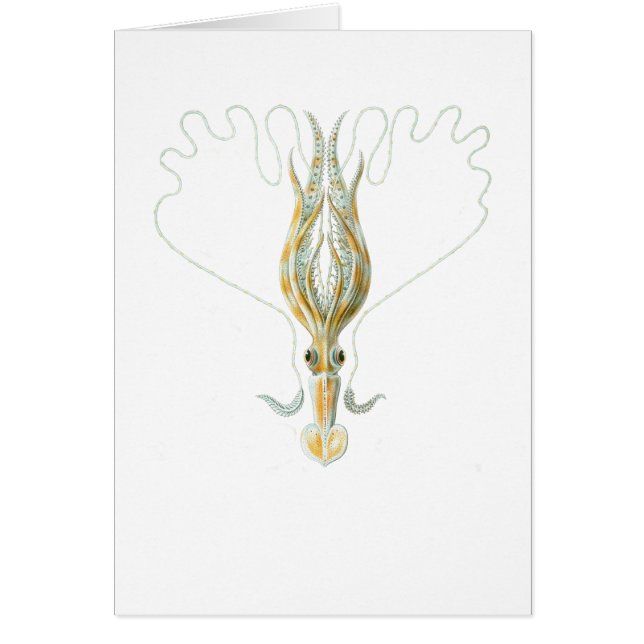 Langgewapend vierkant (Voorkant)