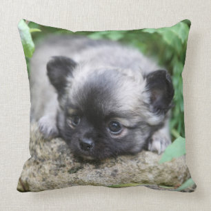 Langharige Chihuahua Puppy Kussen