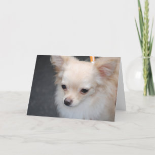 Langharige Chihuahua Wenskaarten Kaart