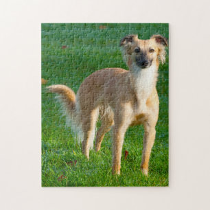 Langharige Whippet Honden Puzzels. Legpuzzel