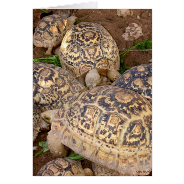 Langlevendigheid (Voorkant)