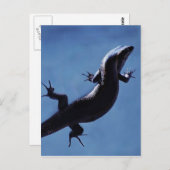 Langlevendigheid Briefkaart (Voorkant / Achterkant)