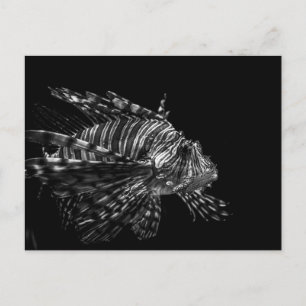 Langoesten - Briefkaart