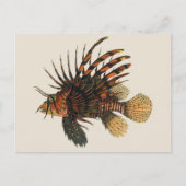 langoesten, zeedieren briefkaart (Voorkant)