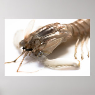 Langoustine Poster