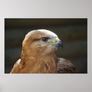 Langpotige buzzard poster