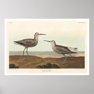 Langpotige Sandpiper van het Poster van Audubon