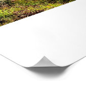 langs de Icefield Parkway Poster (Hoek)