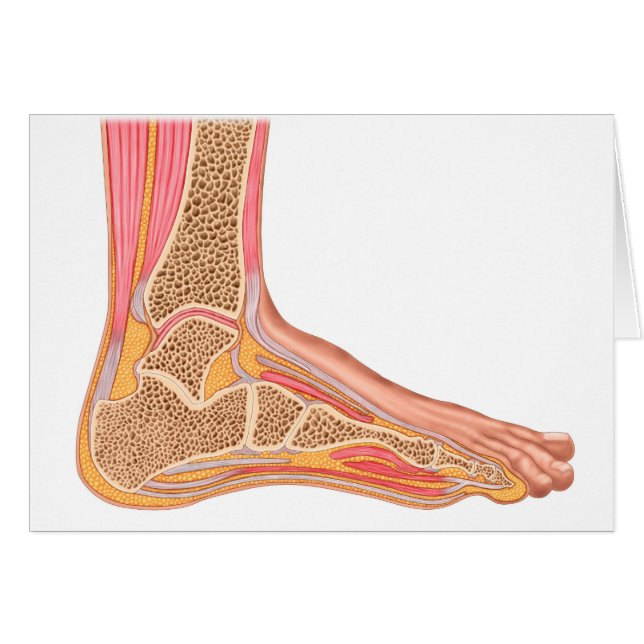 Langsdoorsnede van de menselijke voet (Voorkant Horizontaal)