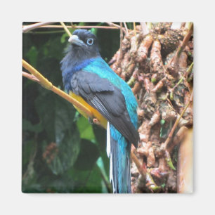 Langstaart Blauwe Vogel Magneet