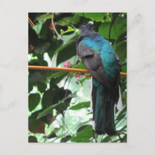 Langstaart Exotische Vogel Briefkaart