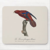 Langstaartlori, Trichoglossus borneus Muismat (Voorkant)