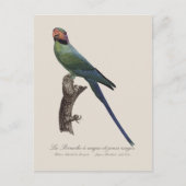 Langstaartparkiet, Psittacula Longicauda Briefkaart (Voorkant)