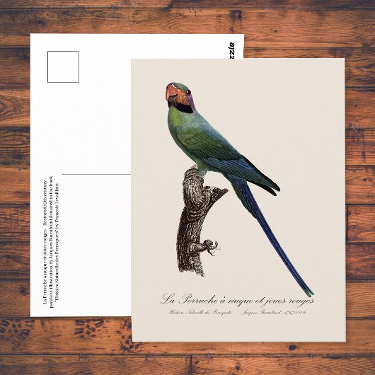 Langstaartparkiet, Psittacula Longicauda Briefkaart
