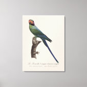 Langstaartparkiet, Psittacula Longicauda Canvas Afdruk (Voorkant)