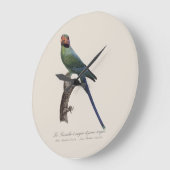 Langstaartparkiet, Psittacula Longicauda Grote Klok (Hoek)