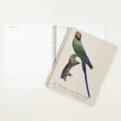 Langstaartparkiet, Psittacula Longicauda Planner (Display)