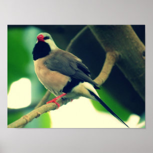 Langstaartvink Poster