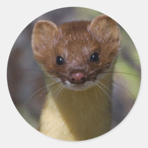 Langstaartwiel Ronde Sticker