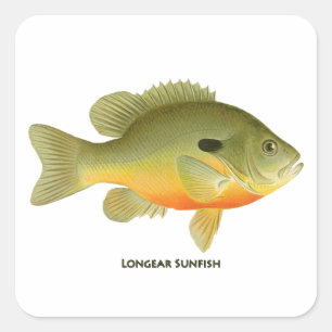 Langszonnig Vierkante Sticker