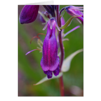 Langue de la barbe.Bouton de la barbe