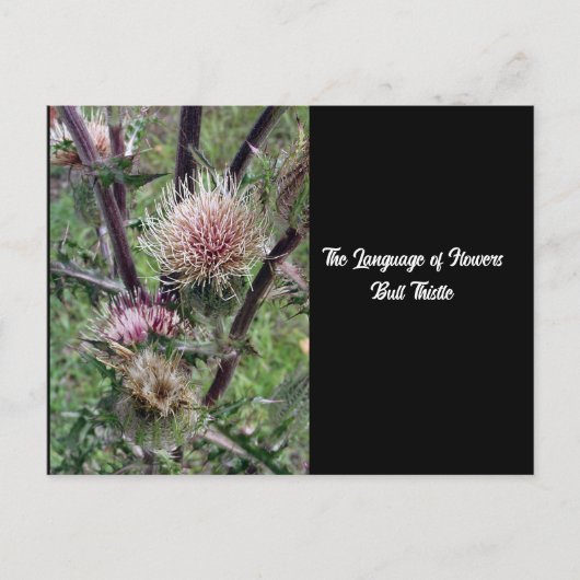 Langue des fleurs Bulle de chardon carte postale (Devant)