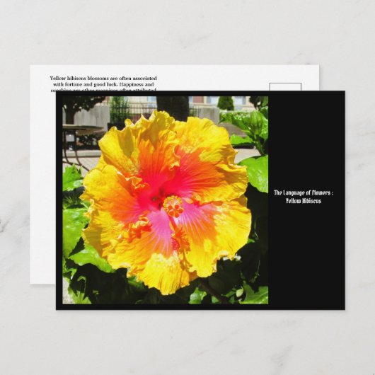 Langue des fleurs Carte postale Hibiscus jaune (Devant / Derrière)