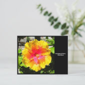 Langue des fleurs Carte postale Hibiscus jaune (Debout devant)
