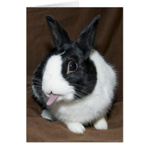 Langue du lapin