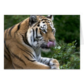 Langue du tigre (Devant horizontal)