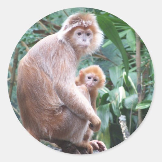 Langur Monkey Moeder & Baby Ronde Sticker (Voorkant)