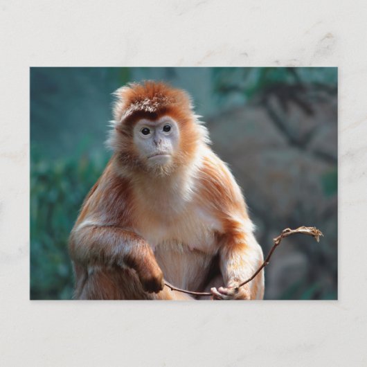 Langur Monkey Wildlife Animal Foto Briefkaart (Voorkant)