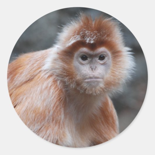 Langur Stickers (Voorkant)