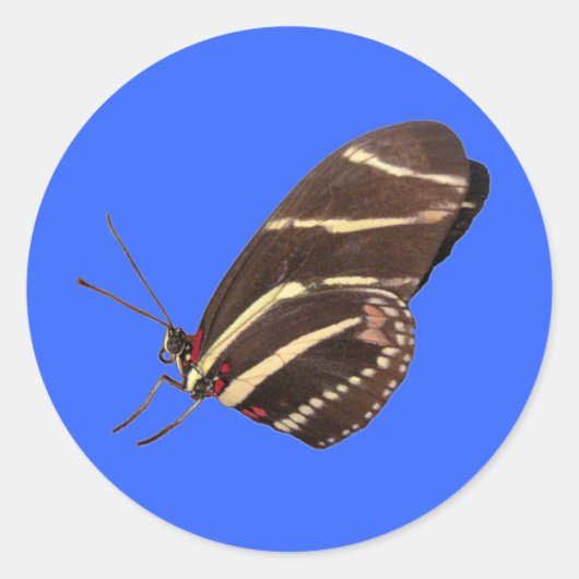 Langwerpvlinder uit Florida Ronde Sticker (Voorkant)