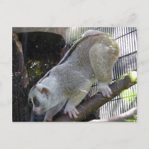 Langzame Loris daalt tak in dierentuinsluiting Briefkaart