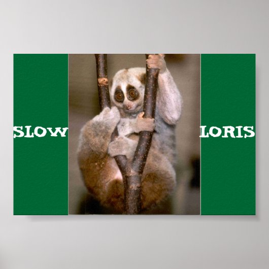 Langzame Loris Poster (Voorkant)