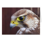 Lanner Falcon (Devant horizontal)