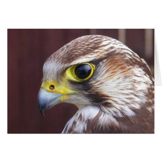 Lanner Falcon (Devant horizontal)