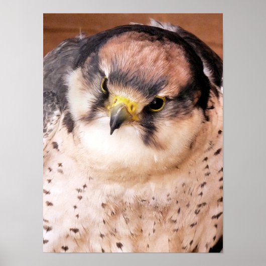 LANNER FALCON BIRD POSTER (Voorkant)
