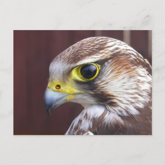 Lanner Falcon Briefkaart (Voorkant)