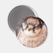 LANNER FALCON MAGNEET (Voorkant / Achterkant)