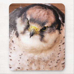 LANNER FALCON MUISMAT