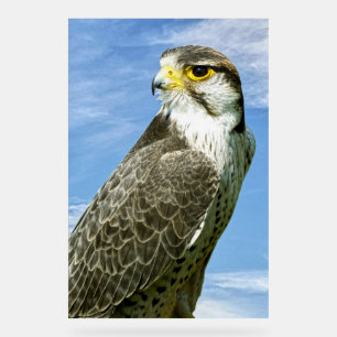 Lanner Falcon neergestreken Acryl Bord