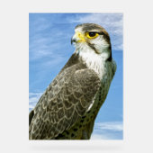 Lanner Falcon perché (Recto)