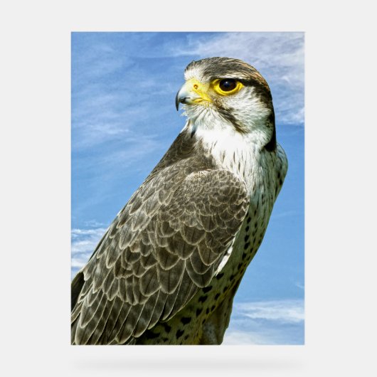 Lanner Falcon perché (Recto)